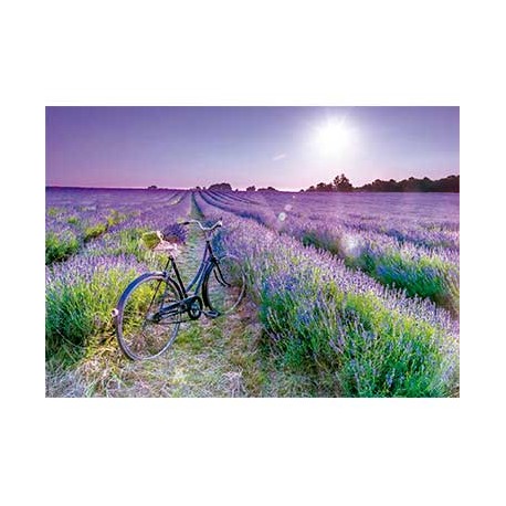 1000 BICICLETA EN CAMPO DE LAVANDA