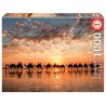 1000 ATARDECER DORADO EN CABLE BEACH AUSTRALIA